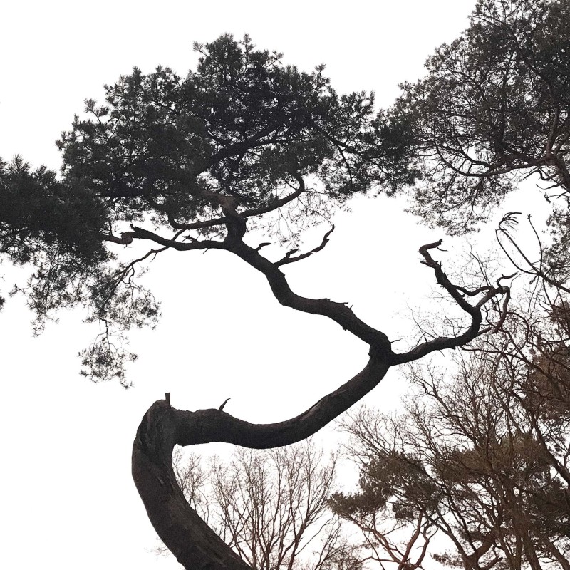 bomen met kronkelende takken op een blanke lucht