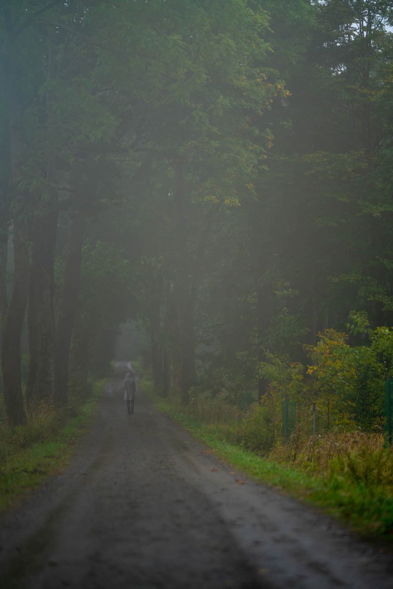 herfstig bos in nevel, persoon in de verte op wandelpad