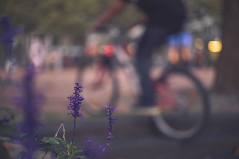 foto van een fietser met lavendel op voorgrond